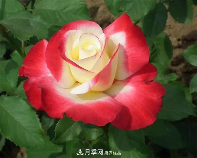 這幾款月季品種，你可能聽都沒聽說過！(圖1)