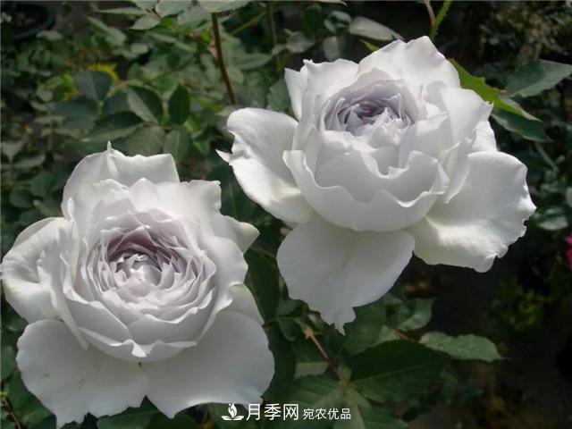 這幾款月季品種，你可能聽都沒聽說過！(圖2)