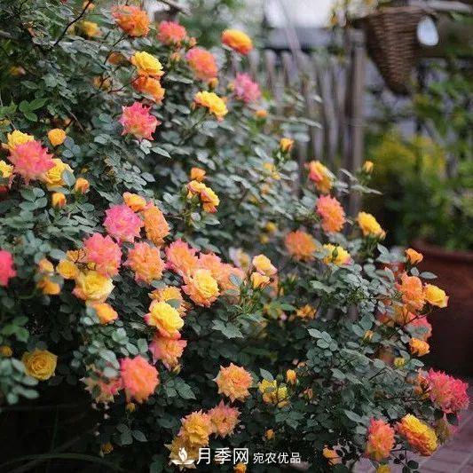 這幾款月季品種，你可能聽都沒聽說過！(圖3)