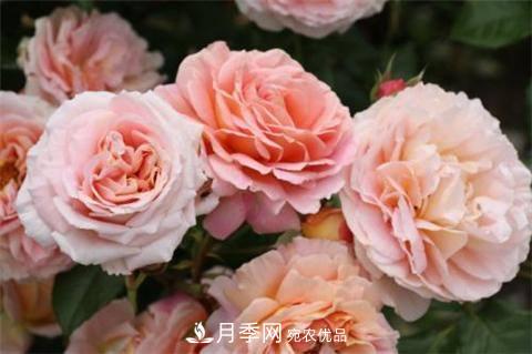 8款好聞好養(yǎng)的月季花，香氣濃郁開花滿屋香(圖2)