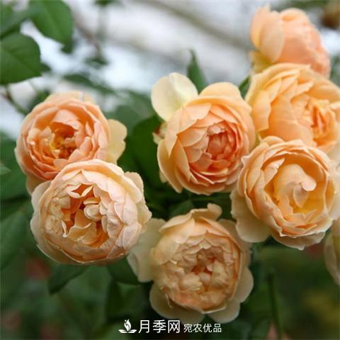 8款好聞好養(yǎng)的月季花，香氣濃郁開花滿屋香(圖1)