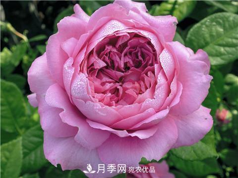 8款好聞好養(yǎng)的月季花，香氣濃郁開花滿屋香(圖4)