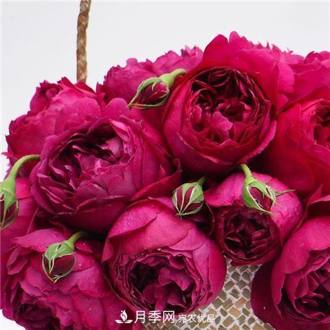 8款好聞好養(yǎng)的月季花，香氣濃郁開花滿屋香(圖3)