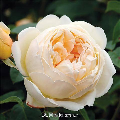 8款好聞好養(yǎng)的月季花，香氣濃郁開花滿屋香(圖5)