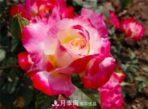 8款好聞好養(yǎng)的月季花，香氣濃郁開花滿屋香(圖8)