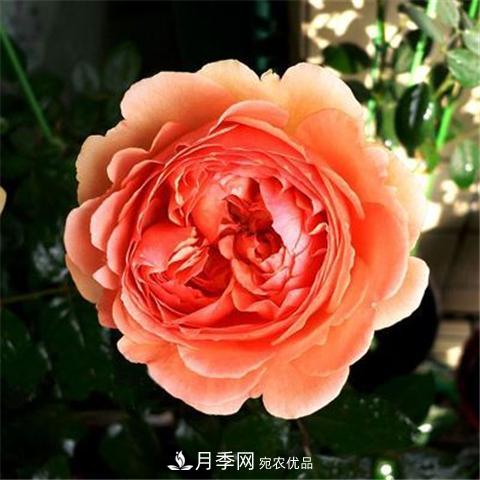 8款好聞好養(yǎng)的月季花，香氣濃郁開花滿屋香(圖7)