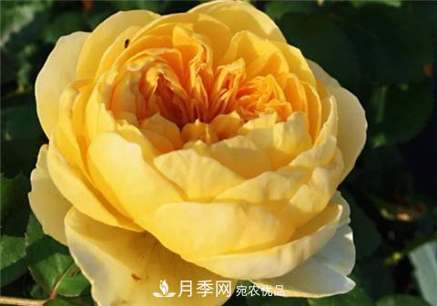 8款好聞好養(yǎng)的月季花，香氣濃郁開花滿屋香(圖9)
