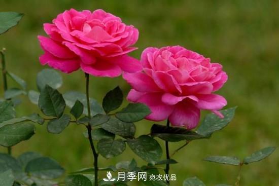 夏季陰雨綿綿，要花命，你的月季還在嗎？(圖1)