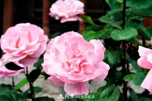 夏季陰雨綿綿，要花命，你的月季還在嗎？(圖2)