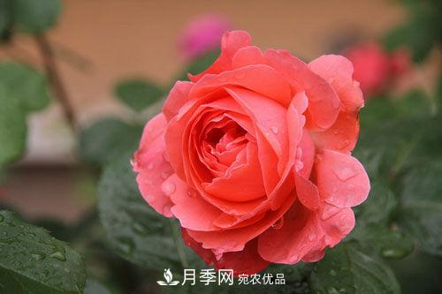 夏季陰雨綿綿，要花命，你的月季還在嗎？(圖3)