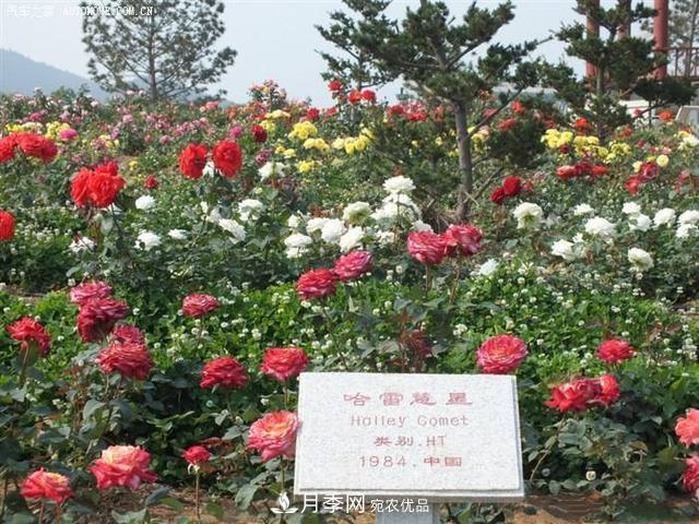 月季花有兩萬多個品種，它的類別原來是這樣劃分的(圖1)