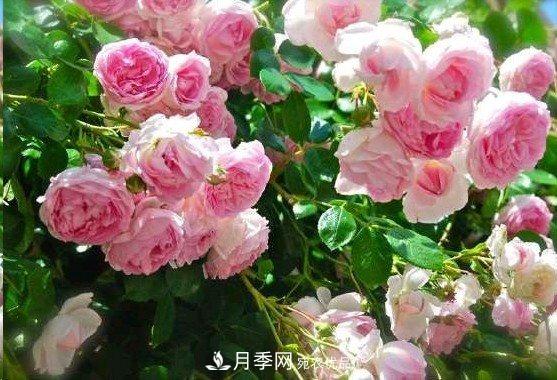 廣東種月季，首選這15個品種，一年花開10個月！(圖6)