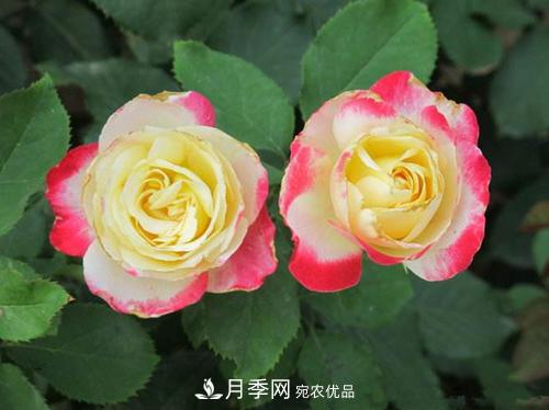 審美觀不同，哪些月季花品種是花友公認必備的？(圖1)