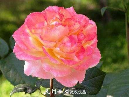 審美觀不同，哪些月季花品種是花友公認必備的？(圖2)