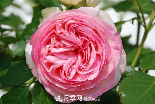 審美觀不同，哪些月季花品種是花友公認必備的？(圖4)