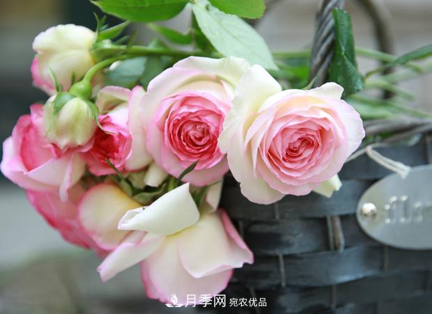 玫瑰月季薔薇，傻傻地分不清——從《花鏡》到歐月流行(圖2)