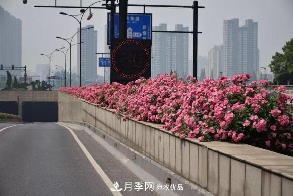 率先高架月季應(yīng)用，專訪杭州高架月季“幕后功臣”(圖1)