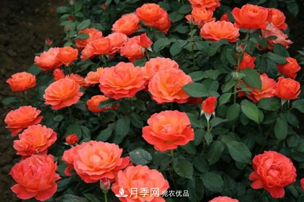月季網(wǎng)帶你認(rèn)識(shí)大花月季與豐花月季， 你喜歡哪一種？(圖2)