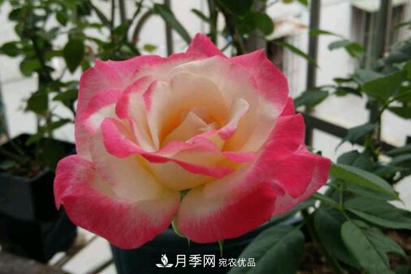 月季網(wǎng)帶你認(rèn)識(shí)大花月季與豐花月季， 你喜歡哪一種？(圖1)