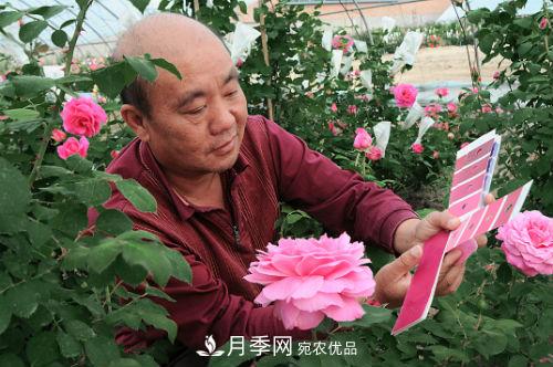 北京月季專家俞紅強： 不僅育月季新品，還要育月季產(chǎn)業(yè)(圖1)