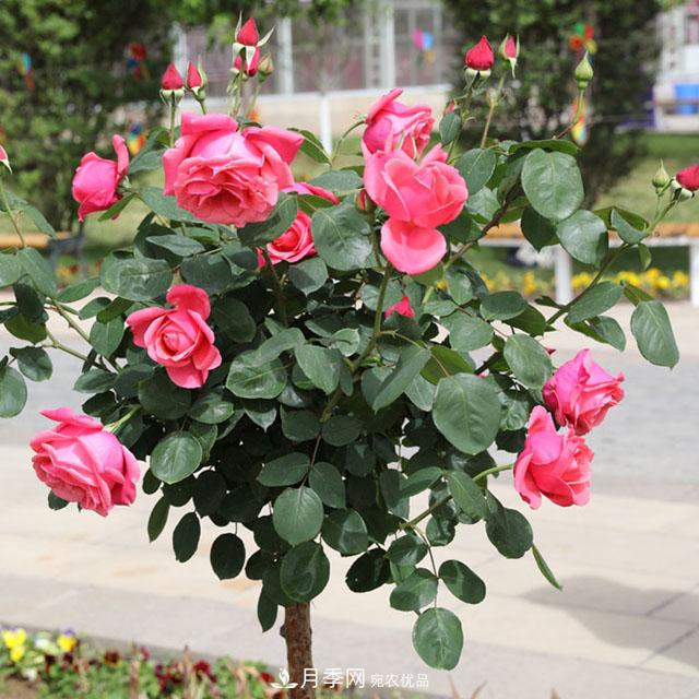 綠化種植后，月季樹還會長粗嗎？(圖1)