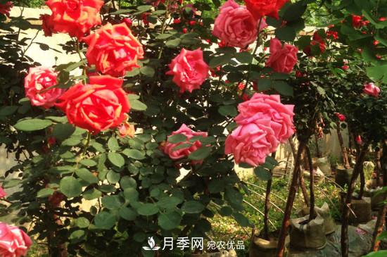 綠化種植后，月季樹還會長粗嗎？(圖3)