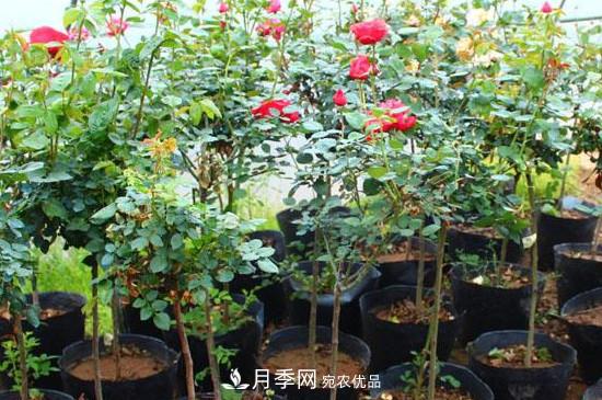 綠化種植后，月季樹還會長粗嗎？(圖2)