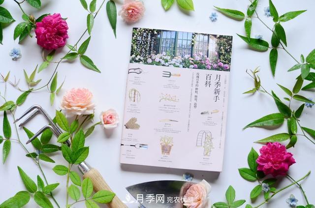 《月季新手百科》，不只是給新手看的月季百科寶典(圖2)