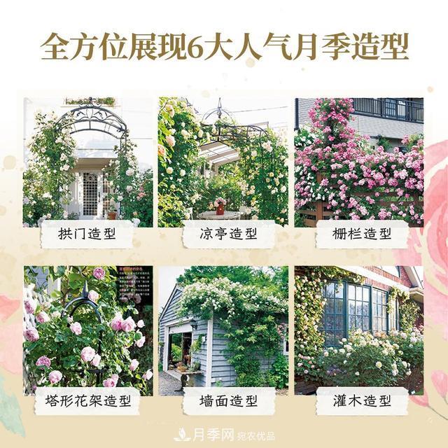 《月季新手百科》，不只是給新手看的月季百科寶典(圖3)