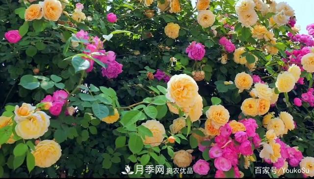 來山東聊城九州洼月季公園，邂逅璀璨月季花海(圖6)