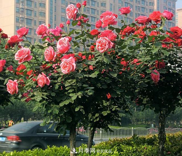 綠化工程必備，美麗的樹狀月季(圖1)