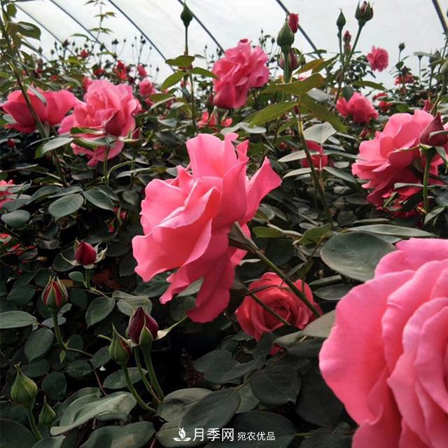 綠化工程必備，美麗的樹狀月季(圖2)