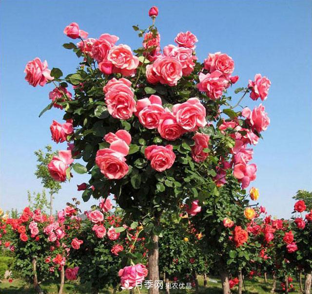 怎么養(yǎng)護(hù)月季樹？開花朵朵不倒伏，了解這幾點(diǎn)(圖1)