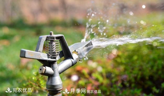 澆水學(xué)三年，南陽(yáng)苗木合作社教你澆水的學(xué)問大著呢(圖2)
