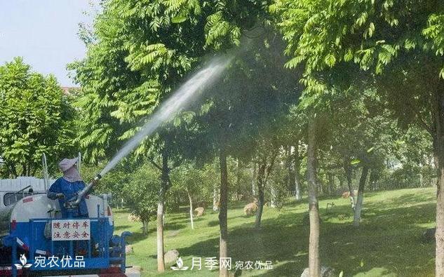 澆水學(xué)三年，南陽(yáng)苗木合作社教你澆水的學(xué)問大著呢(圖3)
