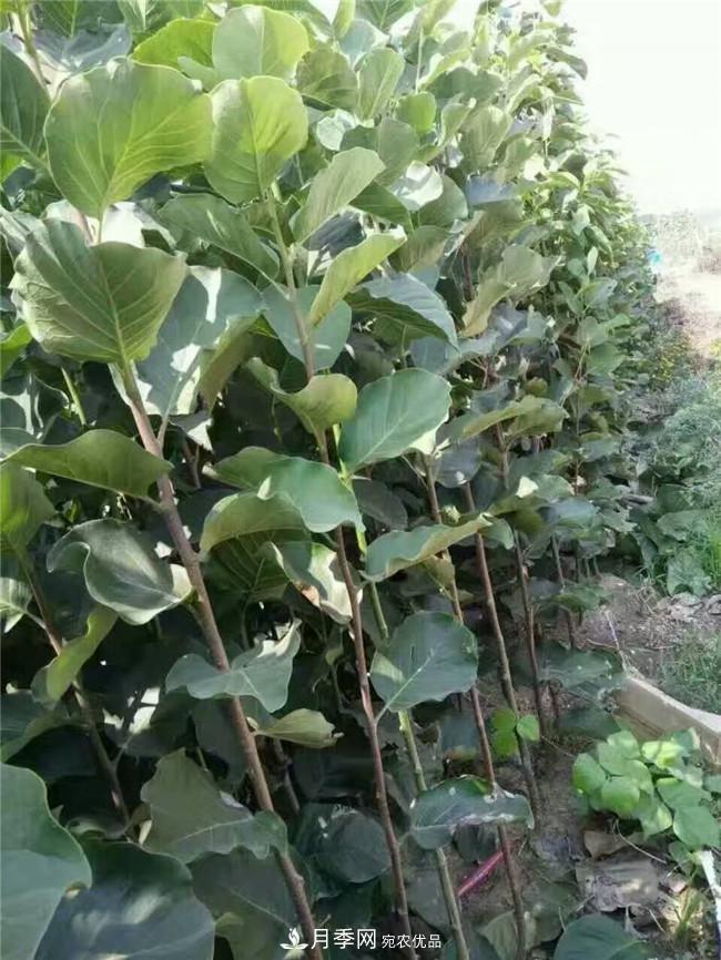 南陽玉蘭基地，廣玉蘭苗木繁育技術(shù)(圖2)