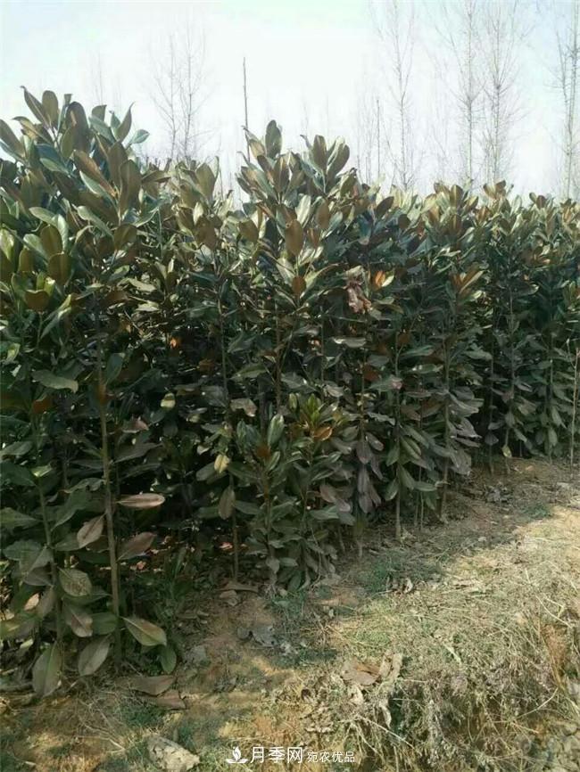 南陽玉蘭基地，廣玉蘭苗木繁育技術(shù)(圖1)