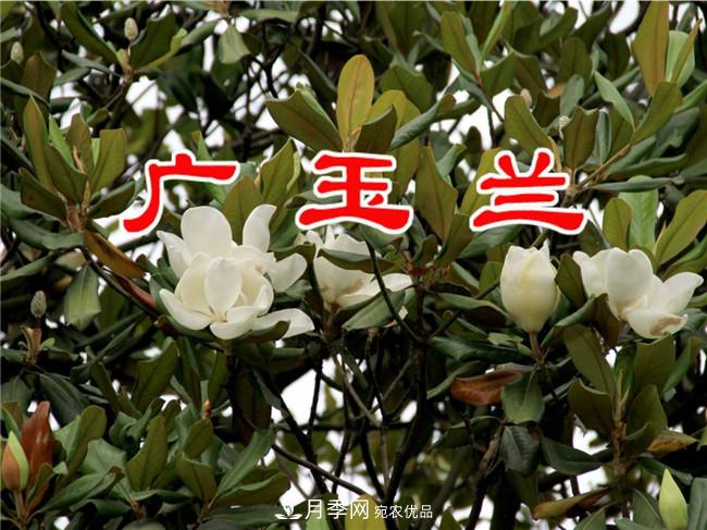 南陽玉蘭基地，廣玉蘭苗木繁育技術(shù)(圖3)