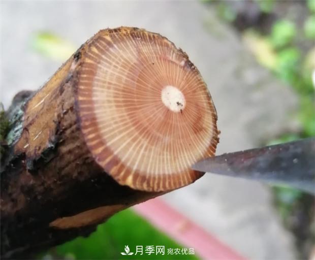 樹狀月季嫁接詳細(xì)教程，輕松養(yǎng)出月季樹！(圖2)