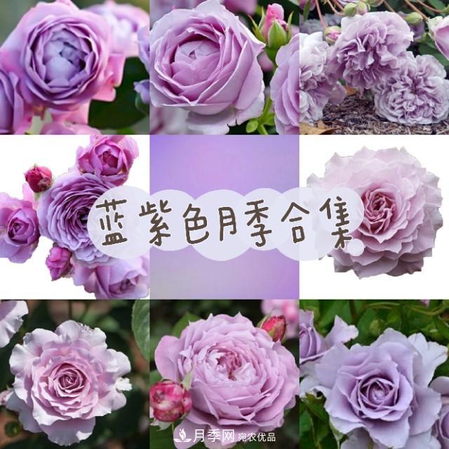熱門的藍紫色月季品種盤點，你喜歡哪一款呢？(圖1)