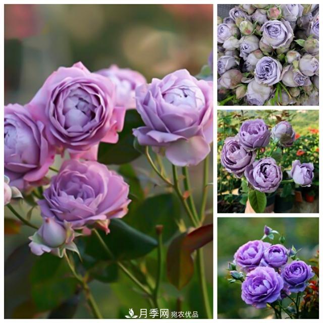 熱門的藍紫色月季品種盤點，你喜歡哪一款呢？(圖4)