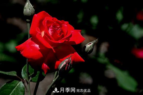 為什么南陽月季老根便宜？(圖2)