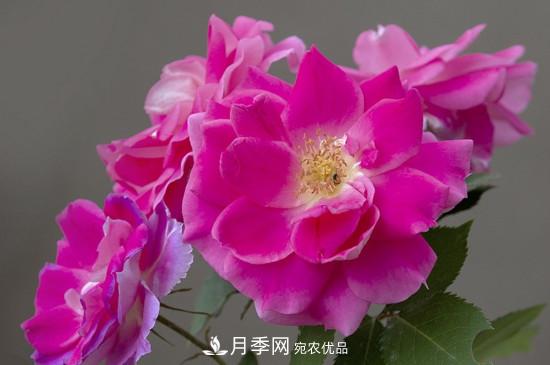 為什么南陽月季老根便宜？(圖3)