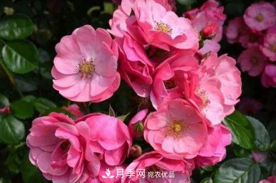 耐熱月季，廣東適合種什么月季？(圖3)