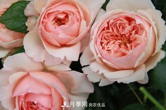 耐熱月季，廣東適合種什么月季？(圖2)