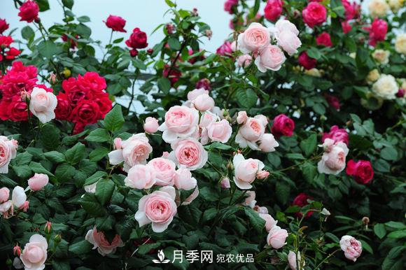 耐熱月季，廣東適合種什么月季？(圖1)