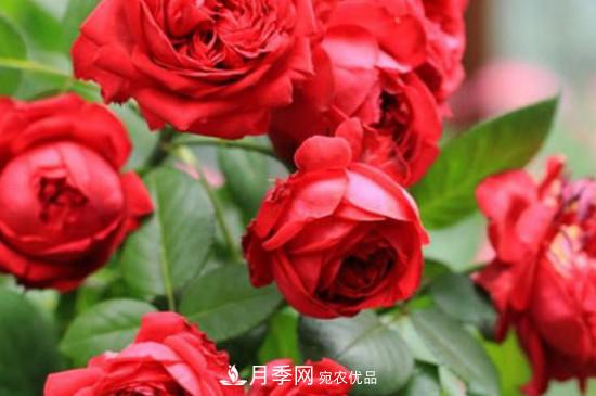 耐熱月季，廣東適合種什么月季？(圖4)