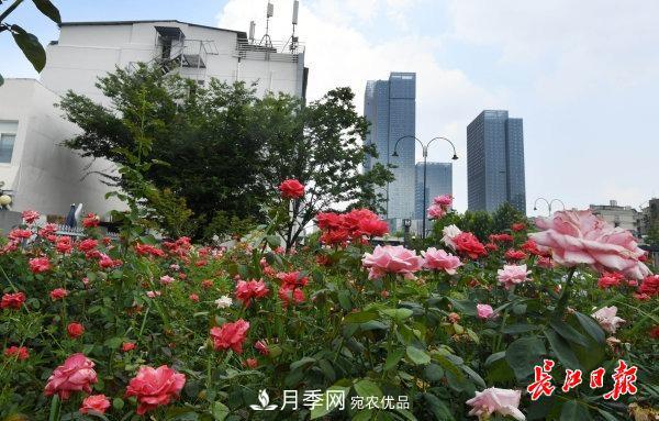 烈日下，武漢城區(qū)月季盛情開(kāi)放(圖集)(圖4)