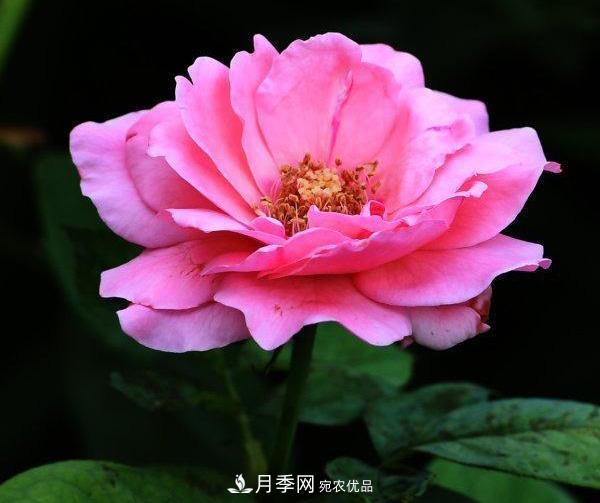 烈日下，武漢城區(qū)月季盛情開(kāi)放(圖集)(圖3)
