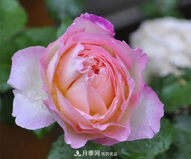 破曉月季會(huì)變色，三天一變身，糖果色花瓣溫婉可人(圖1)
